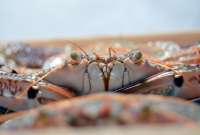 Fin de la veda de cangrejo causa expectativa en el mercado